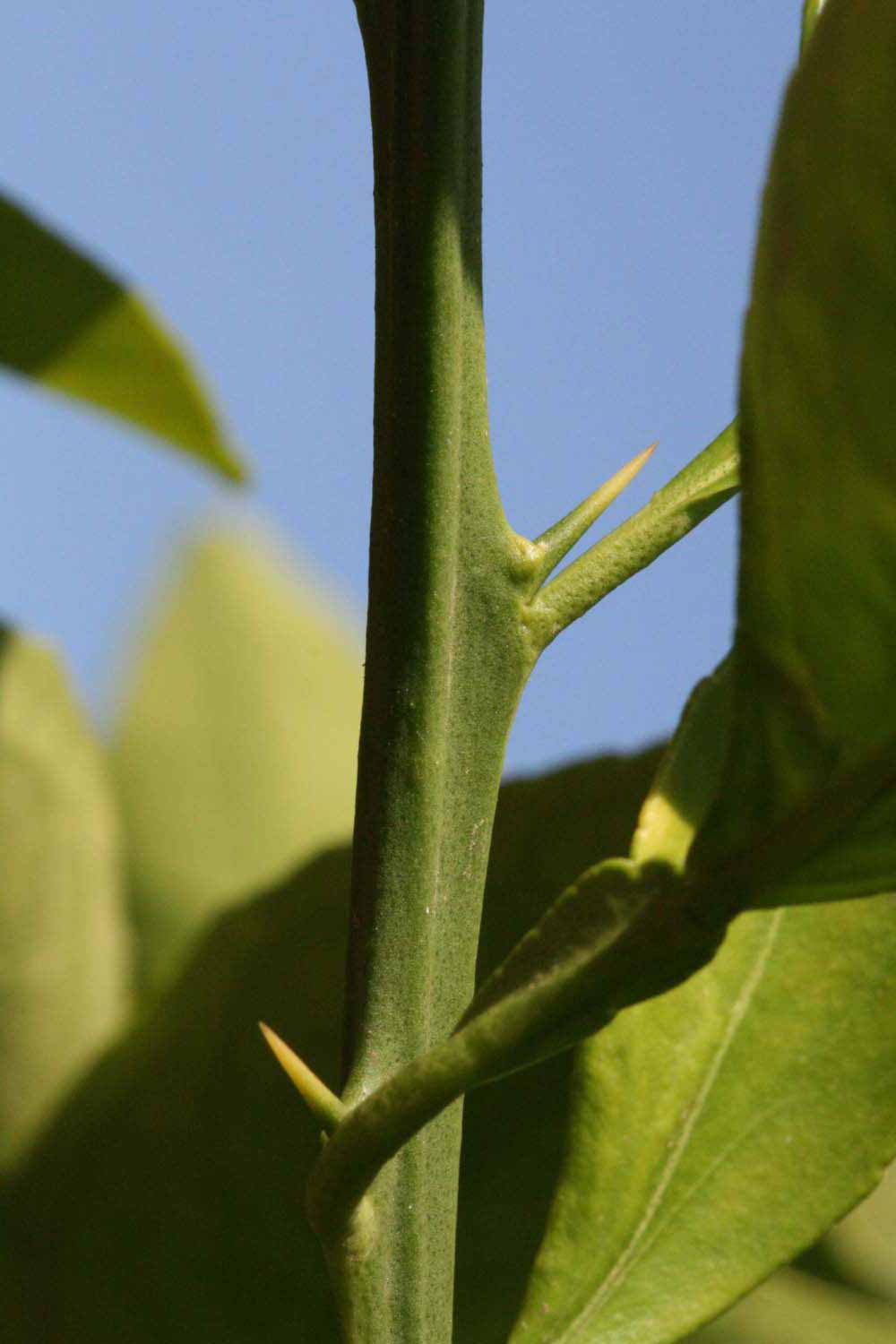            First year twig (Riverside, CA)   